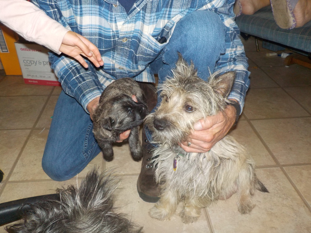 Current Dogs - Marma's Cairn Terriers